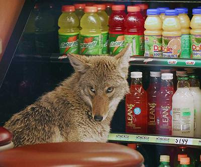 Image of Coyote in Quiznos